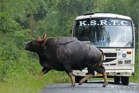 被遗忘的巨兽——云南白肢野牛图片