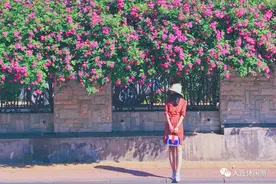 大连最美蔷薇长廊！已到盛花期，真的太浪漫了图片