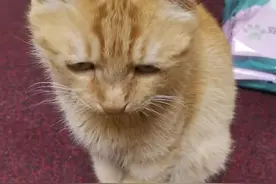 一只流浪猫想要活着有多难图片