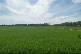 可克达拉改变了模样图片