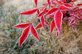 霜降节气霜叶美诗四首：叶为诗者色，霜乃画之师，丹枫树树奇图片