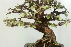 初见是毫不起眼的小苗，先养坯再造型，三年“脱胎”变盆景图片