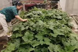 南瓜秧顺着墙爬到了房顶上，我在瓜秧中摘了一个大南瓜，熬粥去咯图片