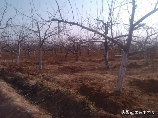 这份苹果管理周年施肥建议方案比较全面，果农们可以收藏备用