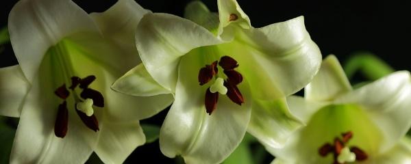 鱼鳞配鱼鳞后代