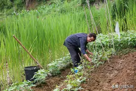 78岁老妈留守山村，种菜养鸡养鸭乐在其中，去城里儿子家呆不住图片