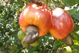 腰果又贵又好吃，但有谁知道，剥腰果的工作竟是如此“残忍”图片