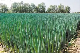 斑潜蝇和蓟马同时危害大葱，用最直观的图片告诉你它们危害的不同图片