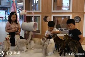 「组图」娱乐休闲新选择 猫咖“撸猫”受欢迎图片