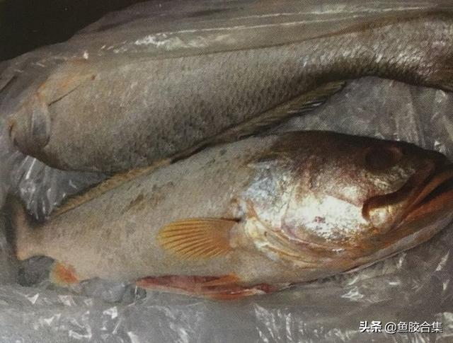 安南鱼胶是什么鱼胶 2026年安南鱼胶是什么鱼胶啊