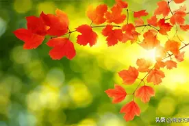 【原创】天与秋光，又近重阳图片