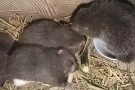 全面禁食后的竹鼠养殖户：3万只竹鼠每天吃2万元 不能卖养不起