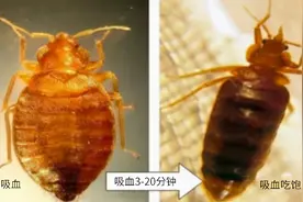宿舍里有臭虫有什么办法！怎样把它们彻底消灭？图片