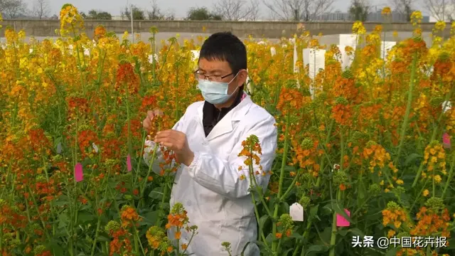 北国杏花初绽，江南已是油菜花漫山，“可甜可盐”的彩色油菜花，爱了！