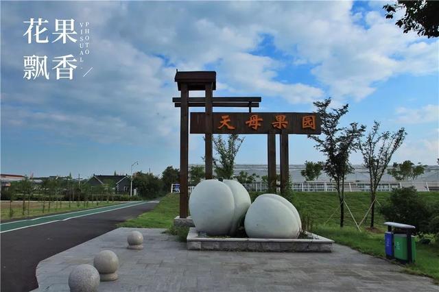 谈恋爱、听音乐、坐月子……这家果园的管理方式太奇葩