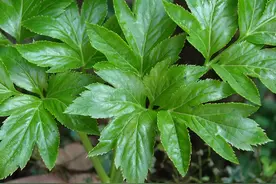 农村有一种“明日叶”，以前长在路边无人问津，现在越来越少见了图片