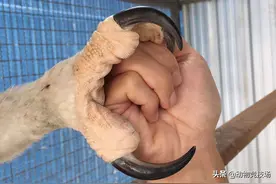 两只爪子拥有180斤力量，比拳头还大的爪子，美洲猛禽角雕图片