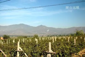 陕西的黄土埋皇上图片