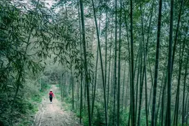 来浙江11条高颜值古道探秘寻幽，你还挪得开眼吗？图片