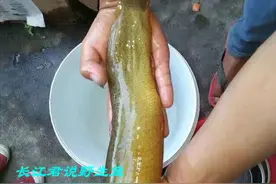七八年没干的水塘里长出泥鳅王？湖南老乡水塘捕获一斤多重的泥鳅图片