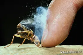 这种动物放一次屁能放出100度的高温，五毒之首都拿它无可奈何图片