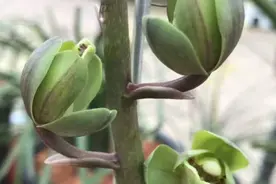 价值上百万一苗的蕙兰顶级荷瓣，兰博会上惊艳无比图片