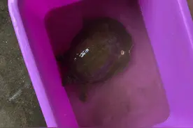 男子钓回来一只大甲鱼，养了两个月忽然下蛋，男子：正准备吃了它图片