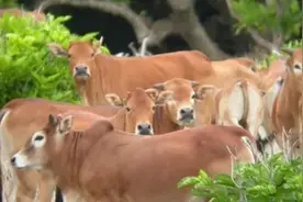 野牛群 ——西沙掠影之五图片