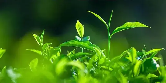 身体乳女补水清爽