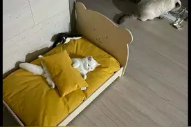 网友给猫买了个新猫窝，它躺在上面一动不动地发呆，有啥心事呀？图片