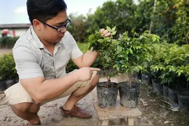 四季早生嘉宝果苗沙巴嘉宝果苗种植特点图片