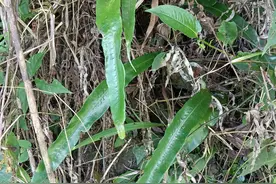 水龙骨科星蕨图片