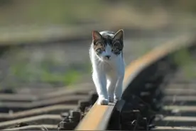 12岁的儿子去喂流浪猫被猫抓了图片