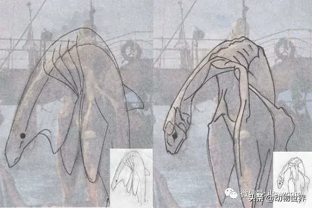 不可思议的神秘动物（四）