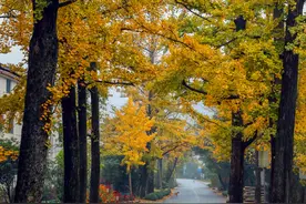 科普成果 | 从湖州看美丽中国——长兴县小浦镇八都岕十里古银杏长廊图片