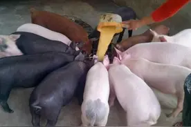 猪场喂猪新方法，多少人尝试过图片