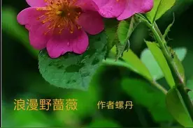 浪漫野蔷薇图片