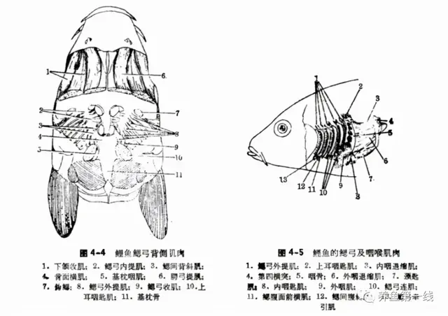 鱼鳞由什么组成