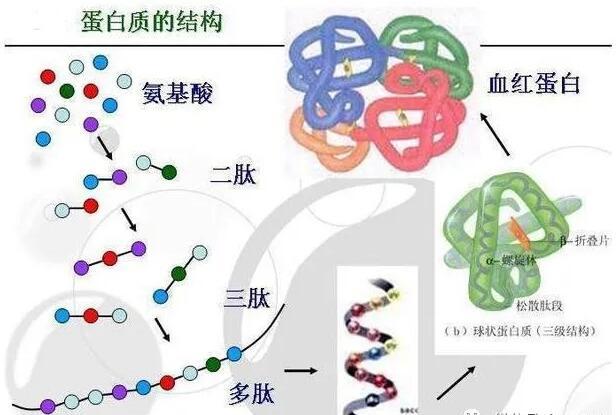 浠€涔堟槸姘ㄥ熀閰告按婧惰偉锛熸皑鍩洪吀姘存憾鑲ョ殑鍔熻兘浣滅敤鏈夊摢浜? onerror=