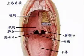 口腔影像解剖图片