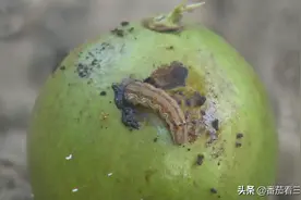 石榴好吃，钻心虫难防，有效防虫用三招：一清二掏三摘叶图片