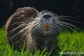 远古幸存者，最古老的啮齿动物，家族中的登山能手图片