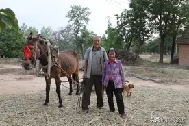 77岁大爷地坑院养头27岁大宠物，会干活还不挑食，看宠物长啥样子图片