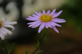 「原创诗词」三人行 |​ 重来时候，一般风物，换了寒温图片