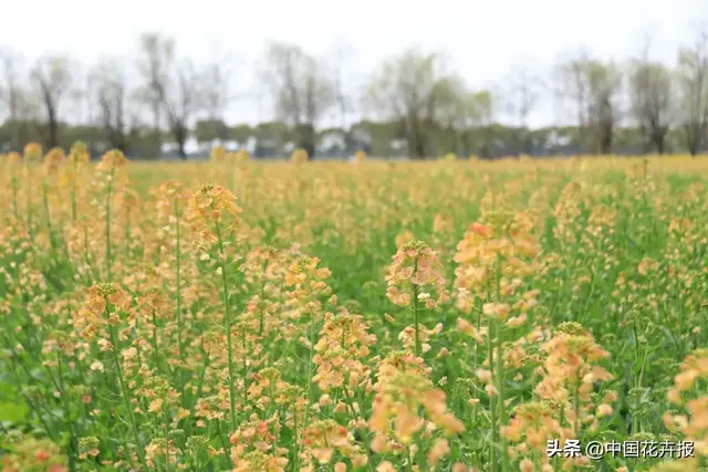 北国杏花初绽，江南已是油菜花漫山，“可甜可盐”的彩色油菜花，爱了！