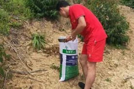 桉树青枯病应该如何防治？图片