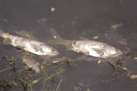 经营鱼塘之不易，鱼塘老板回忆录图片