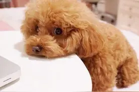 泰迪有这些“坏习惯”，先别急着生气，反而说明它智商很高图片