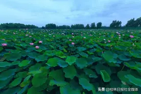 桂林又一绿道呼之欲出 想想在千亩荷塘旁散步就美得不要不要的图片