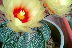 无穷魅力的多肉植物图片